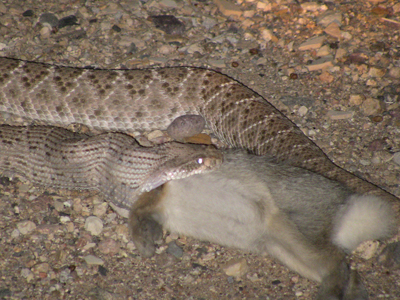 snake5